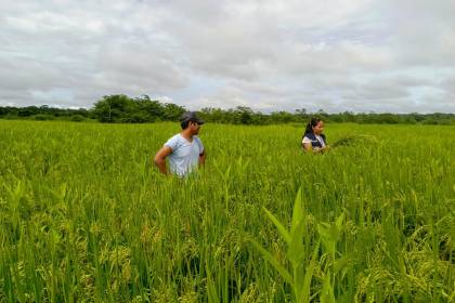 Arroceros se declaran en emergencia y anuncian bloqueo en el puente de la Amistad contra el contrabando