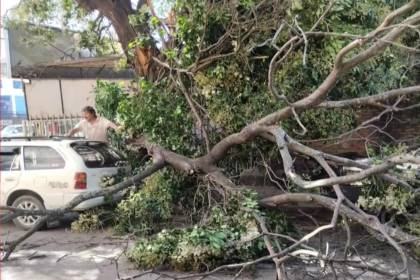 Vientos de más de 80 km/h derriban árboles y un toldo en Santa Cruz; reportan un herido