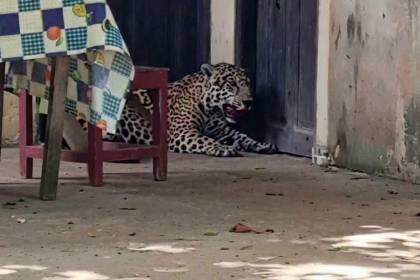 Beni: Guardaparque denuncia que jaguar abatido fue decapitado y trasladado “como trofeo”