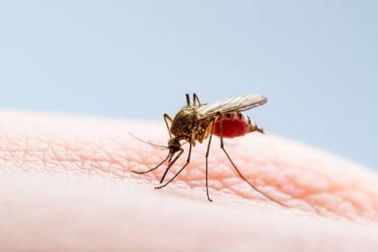 Muere un niño de 4 años a consecuencia del dengue en Cochabamba: “El curso de la enfermedad ha sido fulminante”