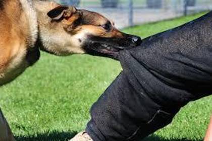 Un hombre de 78 años murió tras ser mordido por un perro en La Paz