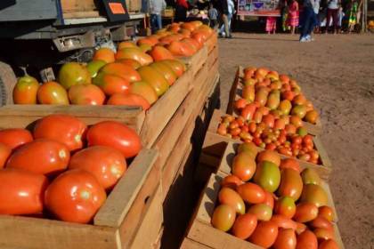 “Se pierde la mitad”: Productor de tomate de los valles cruceños lamenta que no puede trasladar alimentos a otras regiones