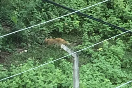 Vecinos reportan la presencia de un “puma” en la zona norte de la capital cruceña