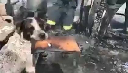 Conmovedor: Video muestra a un perrito llorando tras ver que su casa se incendió 