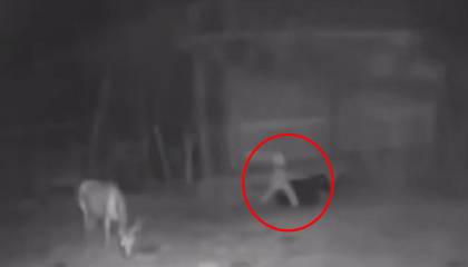Video: Supuesta criatura paranormal acechó animales en un corral 