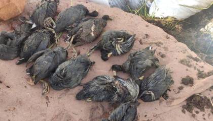 Denuncian que 53 aves murieron en el Bioparque Vesty Pakos; el administrador dice que llegaron agonizando del Titicaca y de incendios