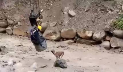 La Paz: Obrero se colgó de una grúa para rescatar a un perro atrapado en medio del río 