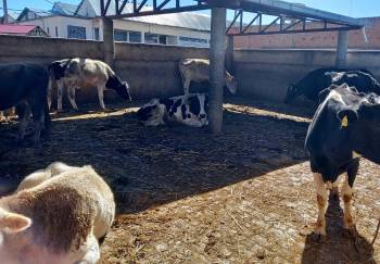 Comisan ganado abandonado en el Titicaca y lo entregan al matadero de El Alto para que Emapa comercialice la carne