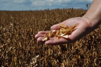 Agro prevé cosechar 2,5 millones de soya, pero sin diésel no se puede recoger y transportar el grano