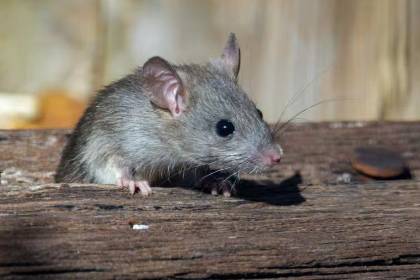 Hantavirus: Epidemiólogo del Sedes señala que la cepa Andes no circula en Bolivia 