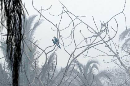 Miles de animales y especies endémicas han muerto por los incendios forestales en Bolivia, alerta el Observatorio Bosque Seco Chiquitano