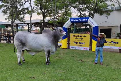 Con 1.180 kilos, Pradesh FIV Trébol es el toro más pesado de Expocruz 2024