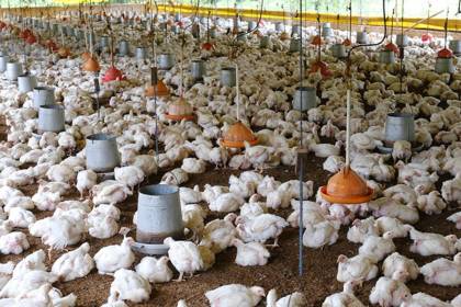 “Sin combustible no habrá producción ni comida”, advierten productores avícolas de los valles cruceños