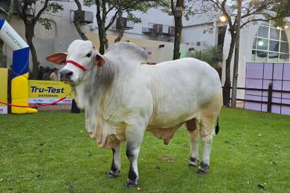 Con 1.235 kilos, Jaron gana el título del toro más pesado de Agropecruz