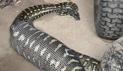 Enorme serpiente con un abultado vientre genera debate respecto a lo que comió