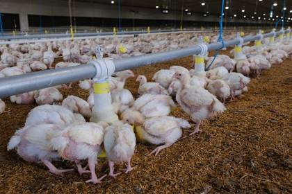 Agropecuarios piden al Gobierno mirar a intermediarios y cuestionan que se los señale por subida de precio del pollo