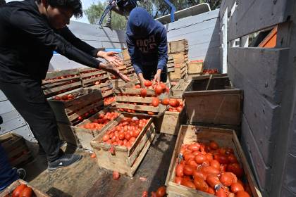 “Las cosechas se están pudriendo”, cívicos lamentan pérdidas en el sector agrícola de Cochabamba
