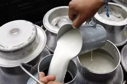 Lecheros exigen levantar franja de precios que rige desde el 2012 y señalan que la producción cayó casi el 30% en cinco años