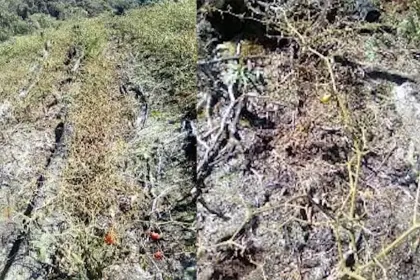 Dos municipios y casi 245 hectáreas de cultivos afectados por las heladas en Cochabamba