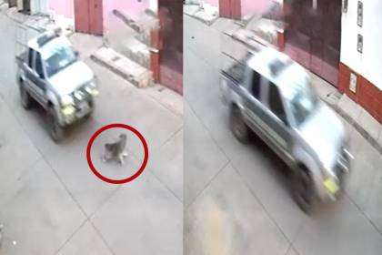 Policía investiga de oficio el atropello de una patrulla a un perro y busca identificar al efectivo que conducía