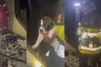 ¿Un milagro? Hallan a un cachorrito que sobrevivió a la explosión de una garrafa en una habitación