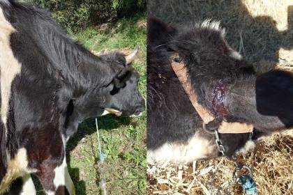 Murciélagos atacan ganado en Sipe Sipe: Reportan mordeduras y hay alerta en la zona
