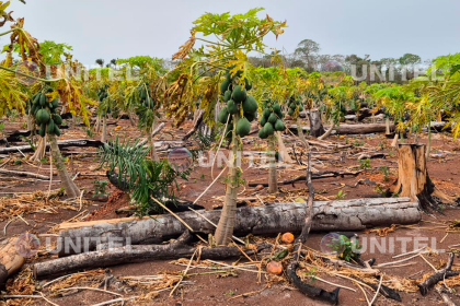 Cenizas y humo afectaron plantaciones de papaya en la comunidad Cañón, en Guarayos 