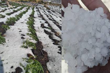 Intensa granizada afecta varias comunidades en Cochabamba y deja cultivos dañados