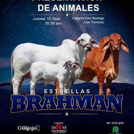 REMATE ESTRELLAS DEL BRAHMAN  de cabaña Guajojó y Cabaña Don Rodrigo