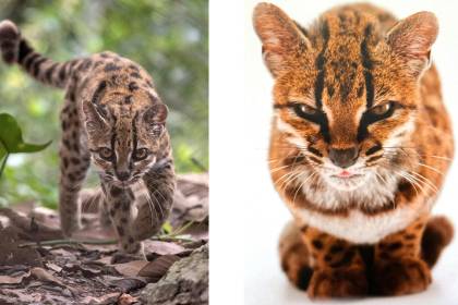 Naturaleza boliviana sorprende al mundo con una nueva especie de felino descubierta en más de 100 años