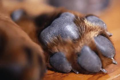 Investigan presuntos tratos crueles contra ocho cachorros de Potosí