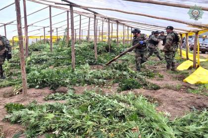 Destruyen 20 viveros y 71 toneladas de marihuana en una comunidad al norte de Potosí