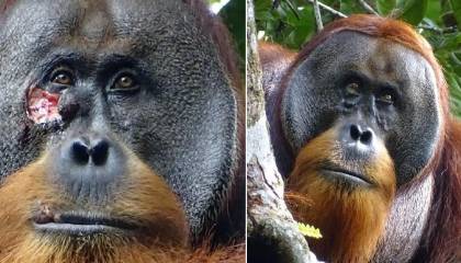 Un orangután se curó una herida con un ungüento que el mismo produjo a partir de las hojas de una planta