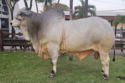 Venden el 50% de Teo FIV, el toro más pesado de Expocruz 2025