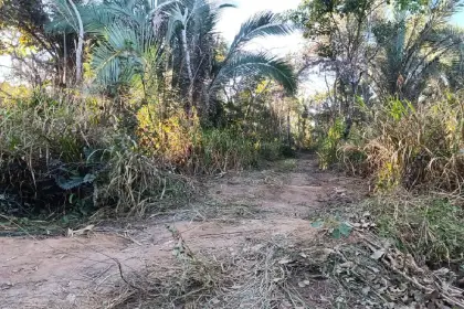Reportan nuevo avasallamiento en el Bajo Paraguá y diputada pide respuestas del INRA y la Fiscalía