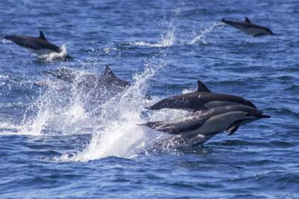 $output.data $output.data