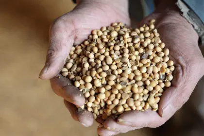 Exportación de soya y sus derivados cayó casi $us 124 millones entre enero y julio, según el INE