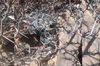 Hallan un cráneo humano pintado de negro y escondido entre espinas en plena vía pública