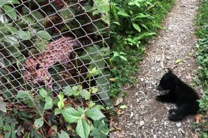 Revelan imágenes del gato Tilcayo jugando con una cría de oso jucumari en un refugio de los Yungas