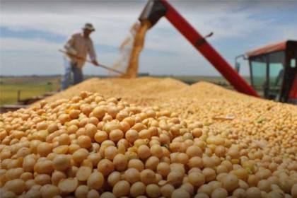 “La exportación de soya debe ser irrestricta”, urge Anapo, que considera tardía la autorización del Gobierno