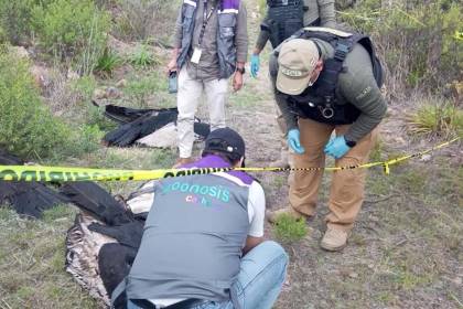 Hallan a cuatro cóndores muertos, se presume que comieron los restos de un perro que fue envenenado