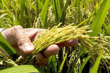 Falta de diésel: “De perderse la cosecha, no vamos a tener arroz este año”, advierte el sector arrocero