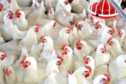 Avicultores: Bloqueos y falta de dièsel redujeron la producción de pollo