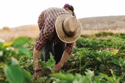 Cámara de Diputados debate un crédito de más de 22 millones de euros para el sector agrícola