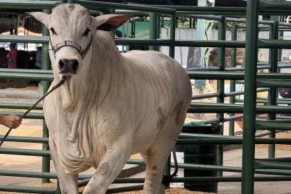 Esta es la agenda del sector pecuario en la antesala de Agropecruz 2026