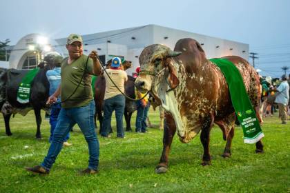 Al menos cinco países compraron genética bovina boliviana, reporta el sector pecuario