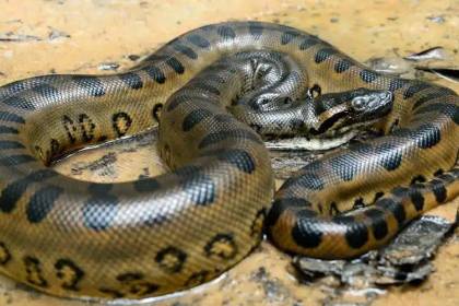 Un hombre muere tras ser atacado por una anaconda en una zona cercana a la frontera con Ecuador
