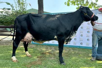 Catalina FIV reina por tercera vez en Expocruz al coronarse como la vaca más lechera