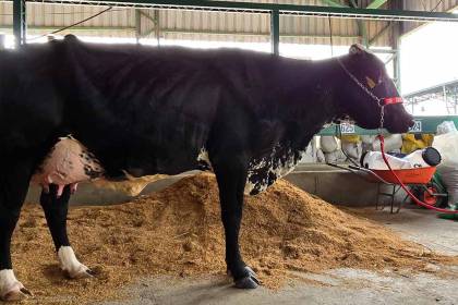 28 ejemplares participan del Concurso de Producción de Leche de Expocruz 2025