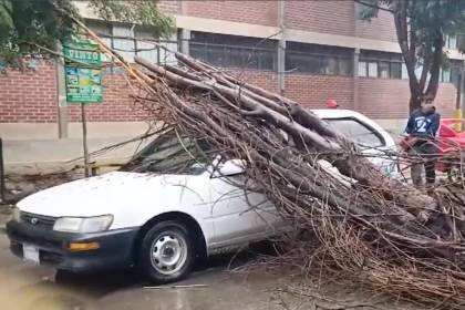 Hombre resulta herido luego que un árbol cayera sobre su vehículo cuando esperaba en el semáforo